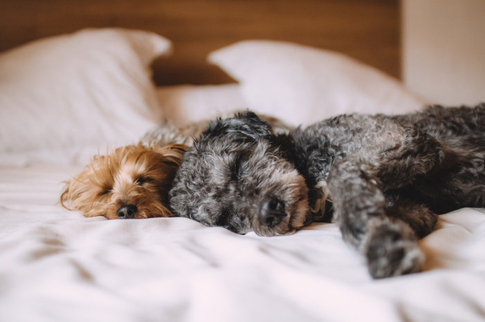 Eine tiefe Bindung zwischen Mensch und Hund