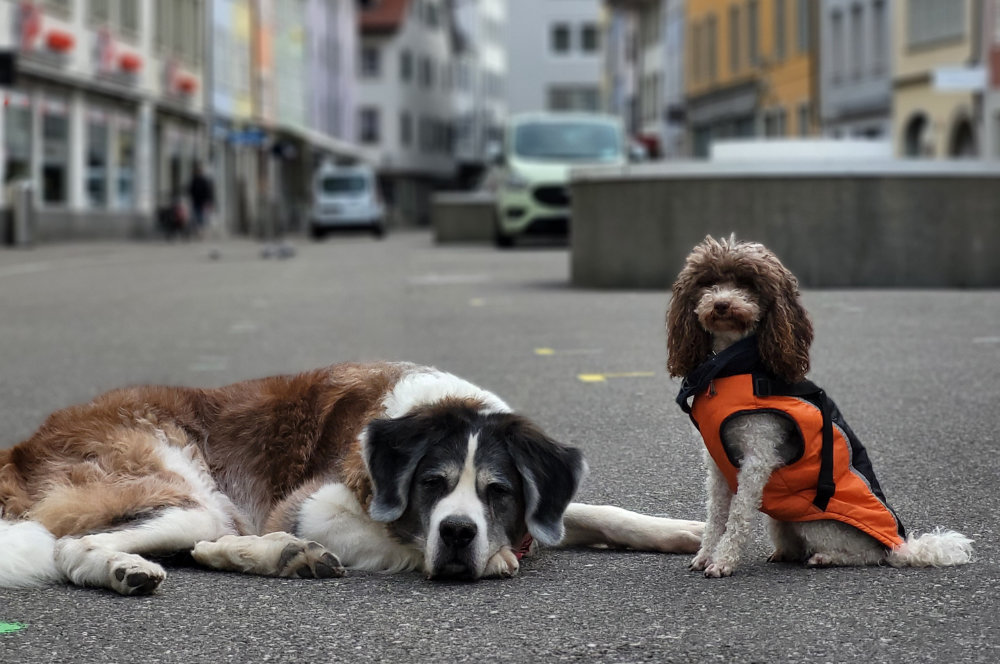 Hunde in Stadt Winterthur